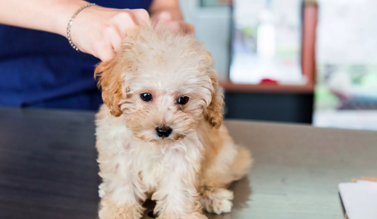 How Many Vaccinations Do Puppies Need? Puppy Shots Schedule